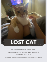 Reunited Male Cat last seen Vivion and Antioch, Kansas City, MO 64118