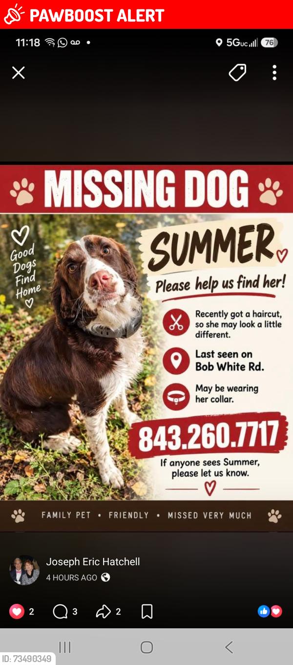 Lost Female Dog last seen Midway rd. Cheraw, Sc., Chesterfield County, SC 29520