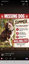 Lost Female Dog last seen Midway rd. Cheraw, Sc., Chesterfield County, SC 29520