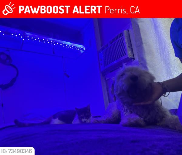 Lost Male Dog last seen Fishert st, Perris, CA 92570