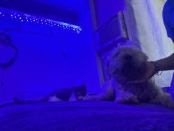 Lost Male Dog last seen Fishert st, Perris, CA 92570