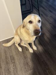 Lost Female Dog last seen Fox hills neighborhood, Canton, GA 30114