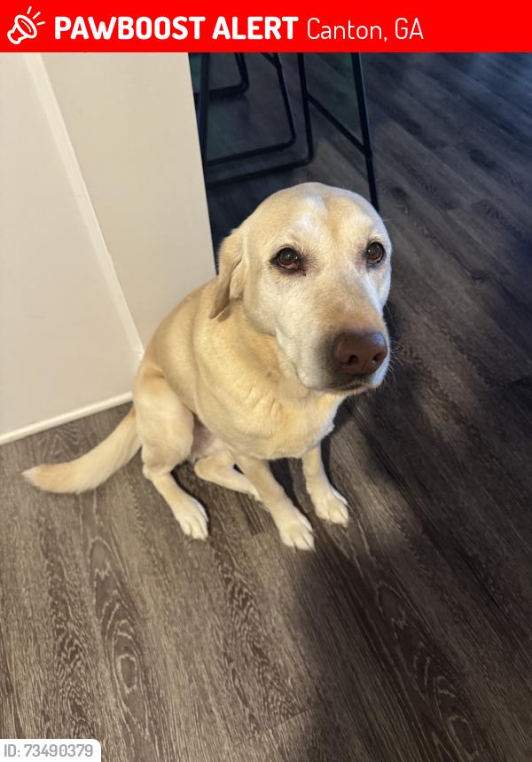 Lost Female Dog last seen Fox hills neighborhood, Canton, GA 30114