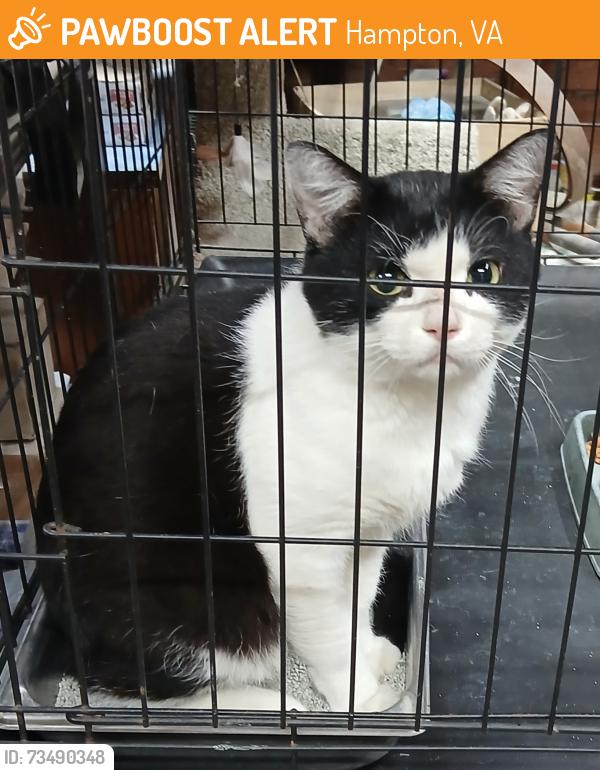Found/Stray Male Cat last seen Juanita, joynes, Hampton, VA 23666