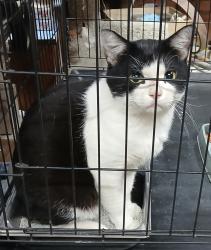 Found/Stray Male Cat last seen Juanita, joynes, Hampton, VA 23666