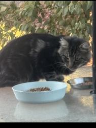Found/Stray Male Cat last seen Lumry & Gothberg near Walerga & Del Paso, North Highlands, CA 95660