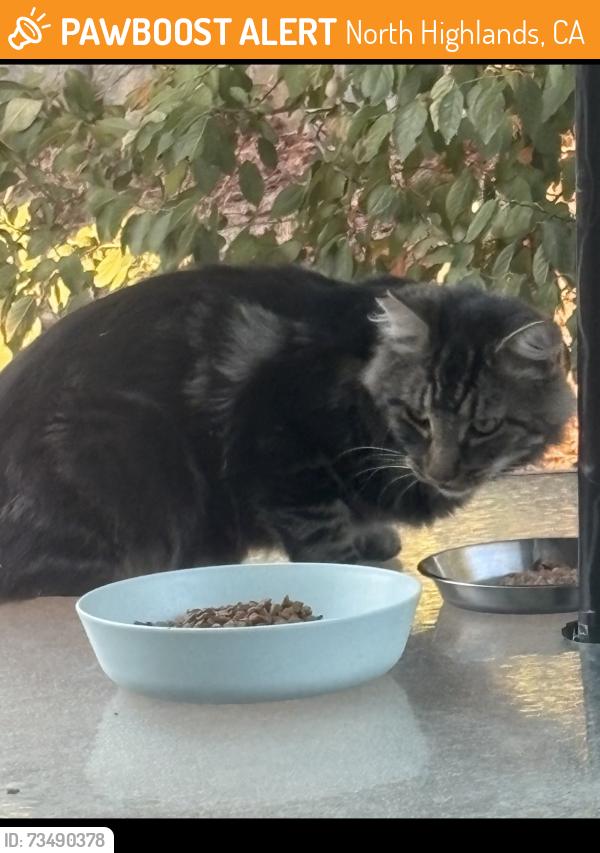 Found/Stray Male Cat last seen Lumry & Gothberg near Walerga & Del Paso, North Highlands, CA 95660
