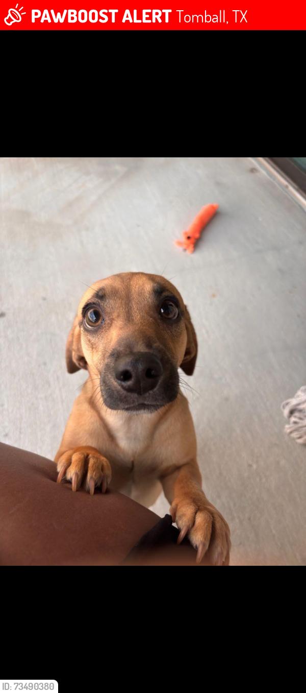 Lost Female Dog last seen Spring creek park, Tomball, TX 77377