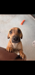 Lost Female Dog last seen Spring creek park, Tomball, TX 77377