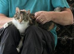 Reunited Female Cat last seen Preston Ct & Pembroke Dr, Lincolnshire, IL 60045