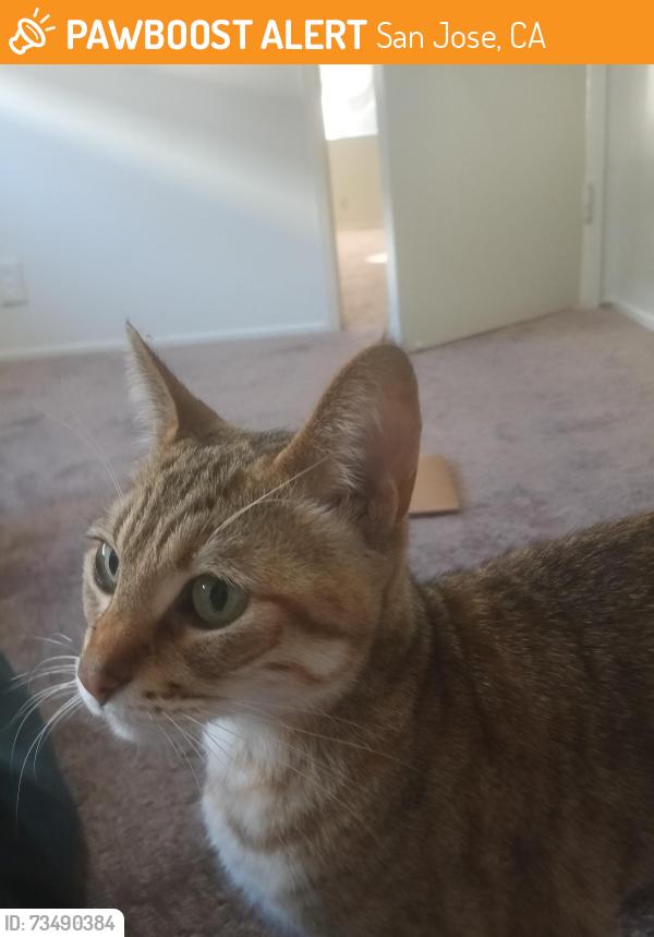 Found/Stray Female Cat last seen San Thomas,San Jose,ca, San Jose, CA 95112