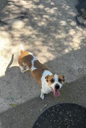 Found/Stray Female Dog last seen Brevard, San Antonio, TX 78254