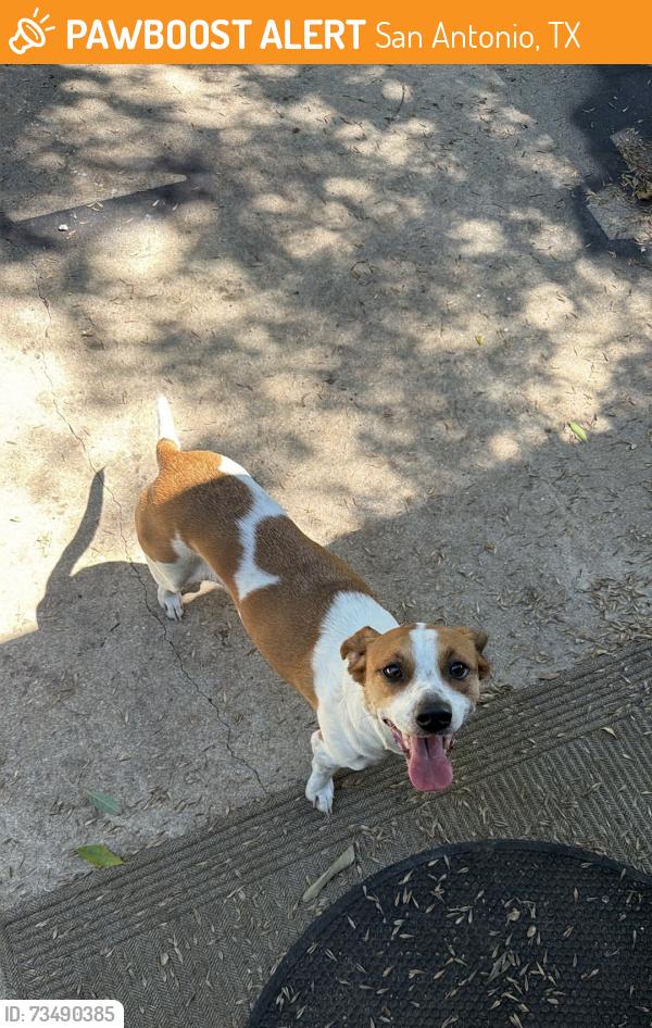 Found/Stray Female Dog last seen Brevard, San Antonio, TX 78254