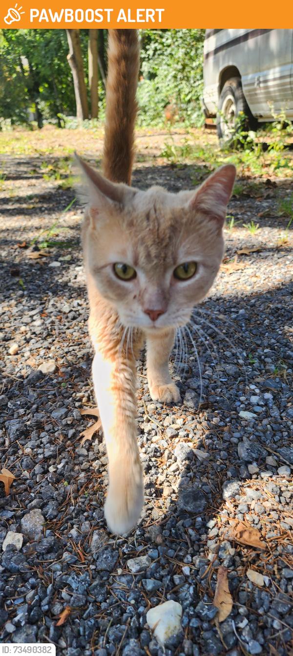 Found/Stray Male Cat last seen N Williams and Philadelphia, West Manchester Township, PA 17404