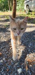 Found/Stray Male Cat last seen N Williams and Philadelphia, West Manchester Township, PA 17404