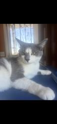Reunited Male Cat last seen Near Yukon Ave, Hawthorne, CA 90250, USA, Hawthorne, CA 90250
