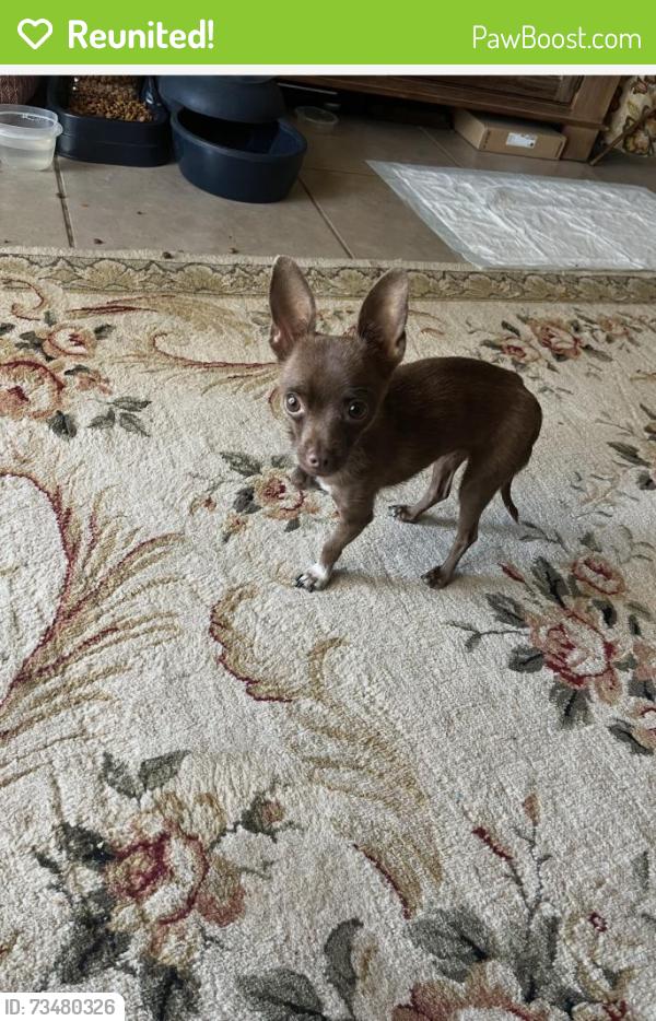Reunited Female Dog last seen South Musgrove, Somerton, AZ 85350