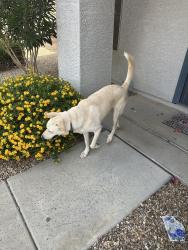 Reunited Male Dog last seen Near th Ave & Waddell rd, Surprise, AZ 85388