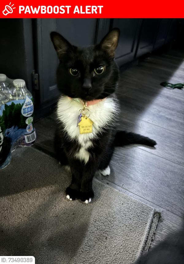 Lost Female Cat last seen Via del lago and outbound lr rd, Riverside County, CA 92555