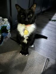 Lost Female Cat last seen Via del lago and outbound lr rd, Riverside County, CA 92555