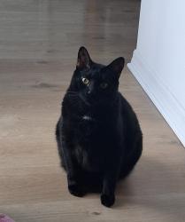 Reunited Male Cat last seen 17th street, Palmetto, FL 34221