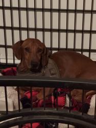 Reunited Male Dog last seen Euclid, Upland, CA 91786