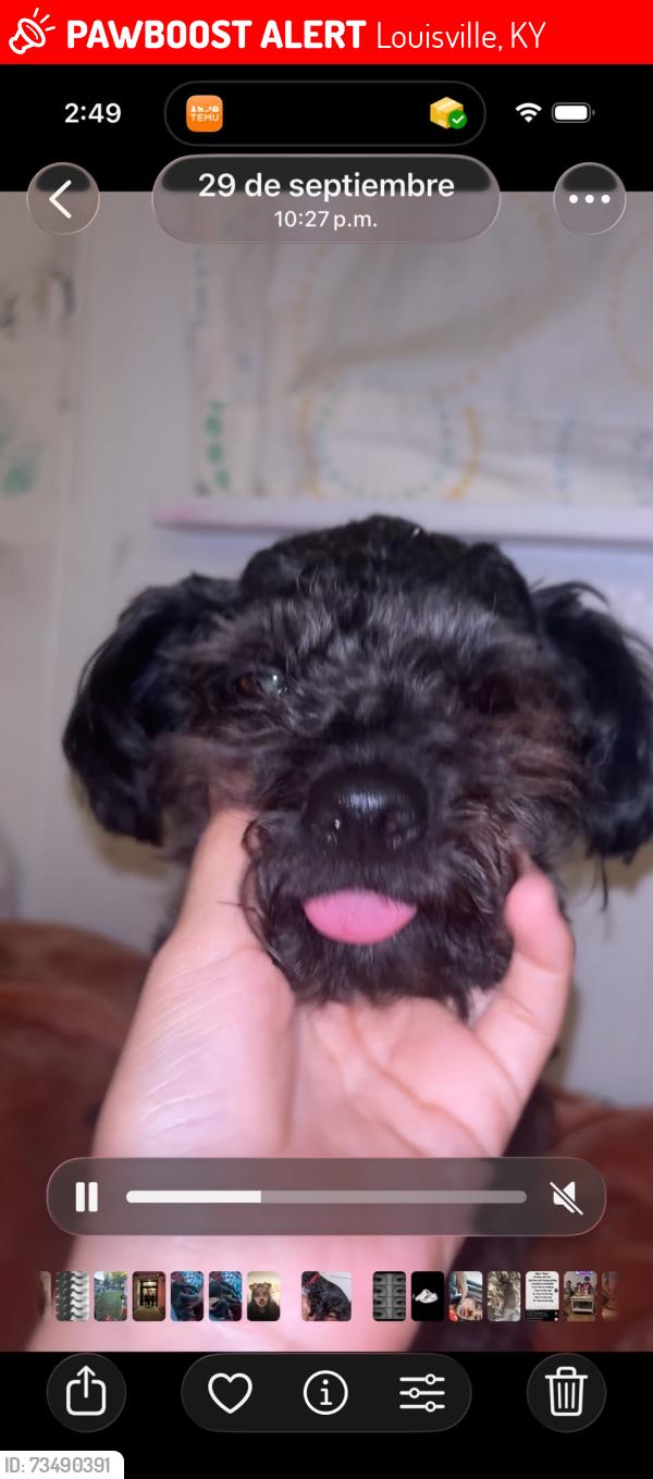 Lost Male Dog last seen Near jan place st, Louisville, KY 40258