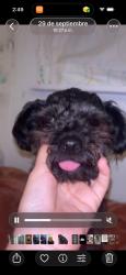 Lost Male Dog last seen Near jan place st, Louisville, KY 40258