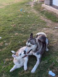 Reunited Female Dog last seen McQueeny Cv Round rock, Round Rock, TX 78664