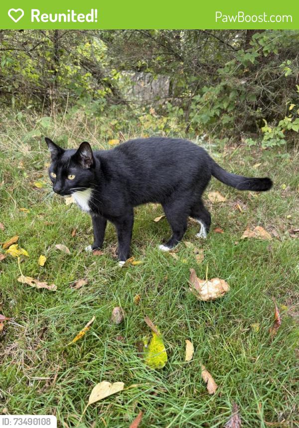Reunited Unknown Cat last seen 124th and Vickery, Tacoma, WA 98446