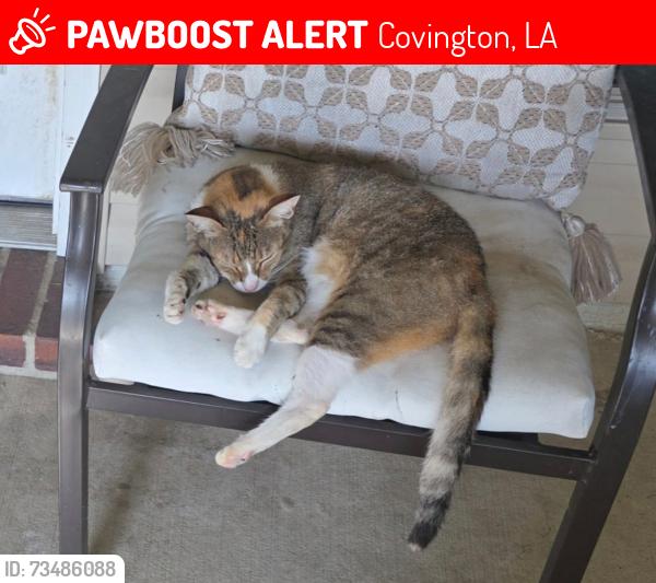 Lost Female Cat last seen Hwy 437, Covington, LA 70433