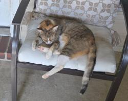 Lost Female Cat last seen Hwy 437, Covington, LA 70433