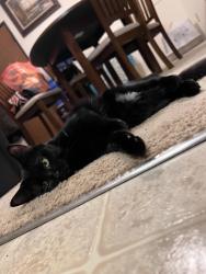 Lost Female Cat last seen Via del lago and outbound lr rd at the boat ramp, Riverside County, CA 92555