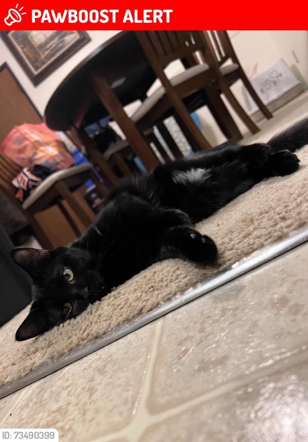 Lost Female Cat last seen Via del lago and outbound lr rd at the boat ramp, Riverside County, CA 92555