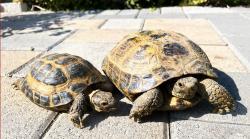 Lost Female Reptile last seen Corner of cashew and La arena, Fountain Valley, CA 92708