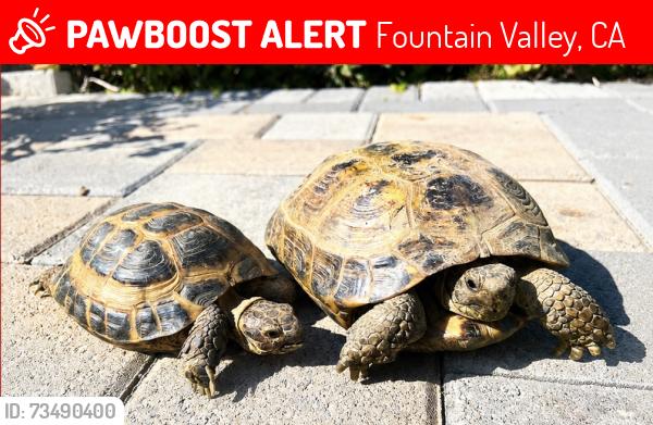 Lost Female Reptile last seen Corner of cashew and La arena, Fountain Valley, CA 92708