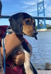 Reunited Female Dog last seen Laskey and Jackman, Toledo, OH 43613