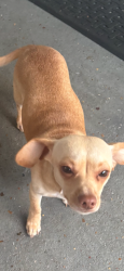 Lost Female Dog last seen Compromise St between 15 th & 16 th kenner,La., Kenner, LA 70062