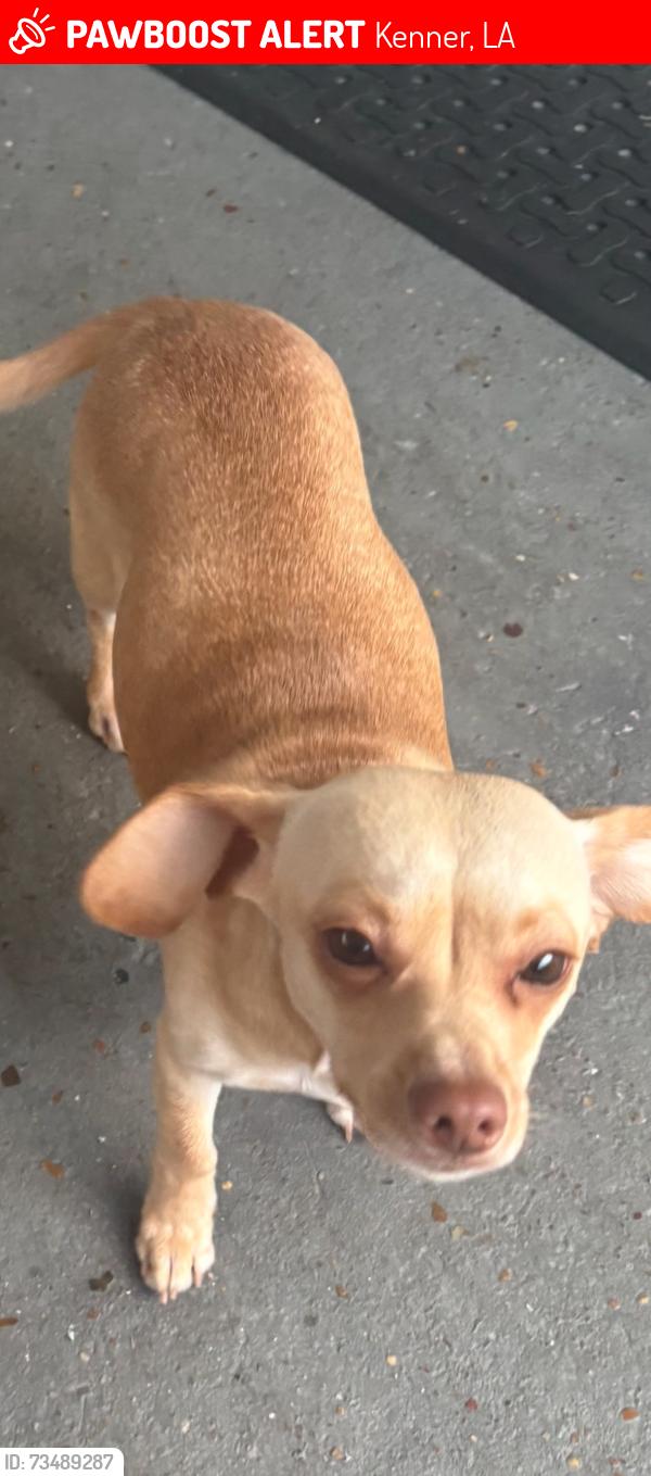 Lost Female Dog last seen Compromise St between 15 th & 16 th kenner,La., Kenner, LA 70062