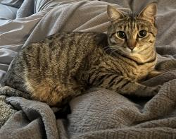 Lost Female Cat last seen Andy Way, Via Del Mar Place, Marina, CA 93933