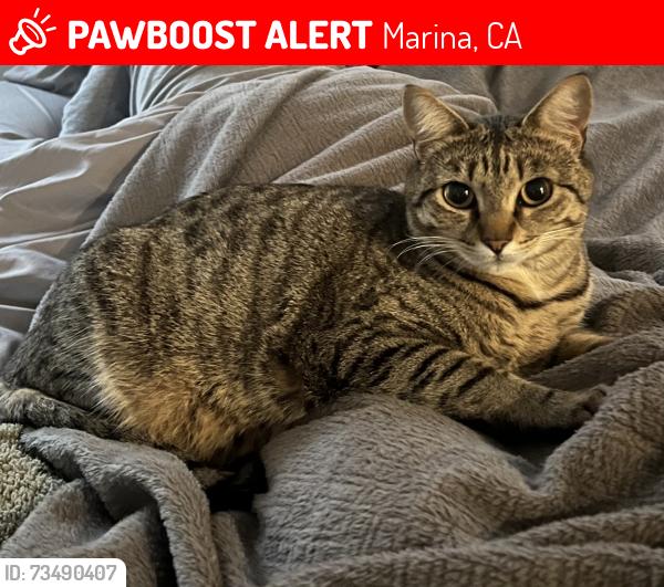 Lost Female Cat last seen Andy Way, Via Del Mar Place, Marina, CA 93933