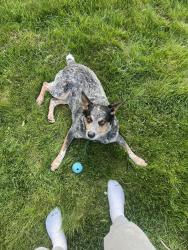 Lost Female Dog last seen Opted elementary, North Bend, WA 98045