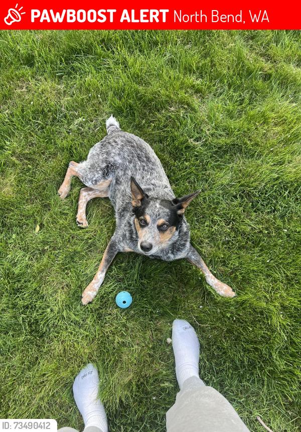Lost Female Dog last seen Opted elementary, North Bend, WA 98045