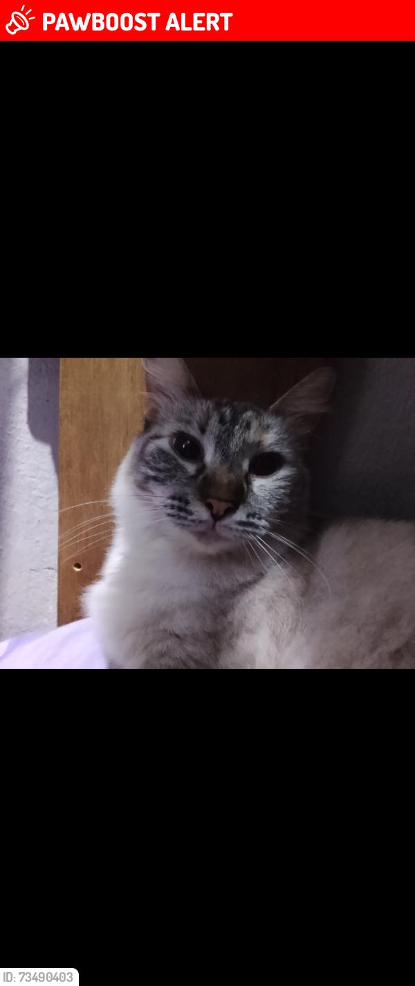 Lost Female Cat last seen Rua Alagoas, subiu para o telhado e não veio mais para casa, rodeamos o quarteirão, subimos no telhado e ela não foi encontrada, Jardim Cunhambebe (Vicente de Carvalho), SP 