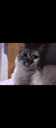 Lost Female Cat last seen Rua Alagoas, subiu para o telhado e não veio mais para casa, rodeamos o quarteirão, subimos no telhado e ela não foi encontrada, Jardim Cunhambebe (Vicente de Carvalho), SP 