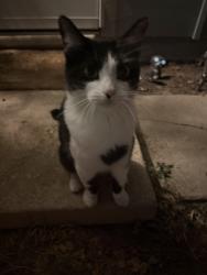 Lost Female Cat last seen Deerfield Hills Dr & Springnight, Colorado Springs, CO 80916