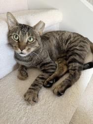 Found/Stray Male Cat last seen Lakeridge Rd and Leora Lane, The Colony, TX 75056
