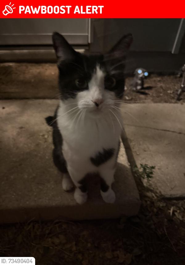 Lost Female Cat last seen Deerfield Hills Dr & Springnight, Colorado Springs, CO 80916