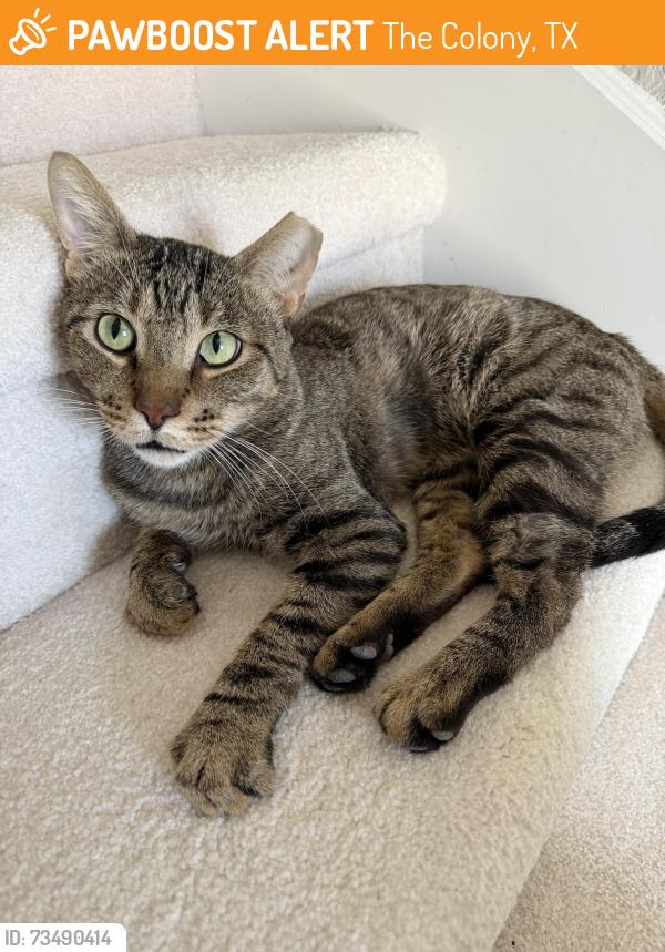 Found/Stray Male Cat last seen Lakeridge Rd and Leora Lane, The Colony, TX 75056