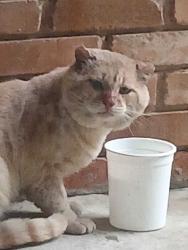 Found/Stray Male Cat last seen Elkridge @ Everglade, Dallas, TX 75227